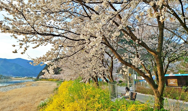 보납산길, 투톤 벚꽃길로 상춘객 발길 붙잡아...
