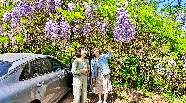 화악산로에 드리운 보랏빛 봄, 등나무꽃 향기에 머물다
