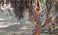 [기고] 반얀나무 아래에서