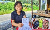 [동영상] 가평 삼색포도 본격 출하…“미생물 토양개량제로 생육·당도·착색 개선”