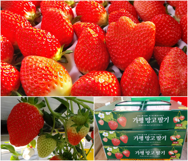 가평자연딸기 박태영 대표, 딸기육묘 생산 성공