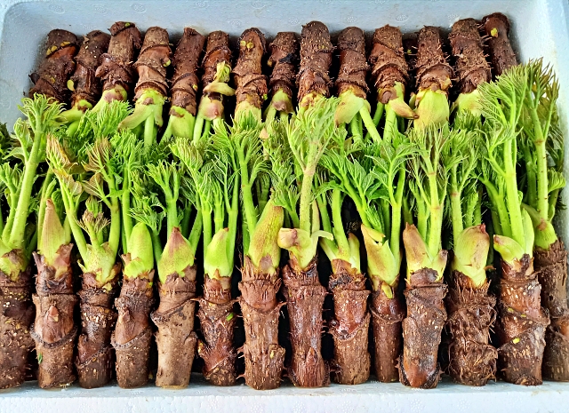 빼앗긴 입맛, 겨울철 별미인 가평 두릅으로 돋운다.